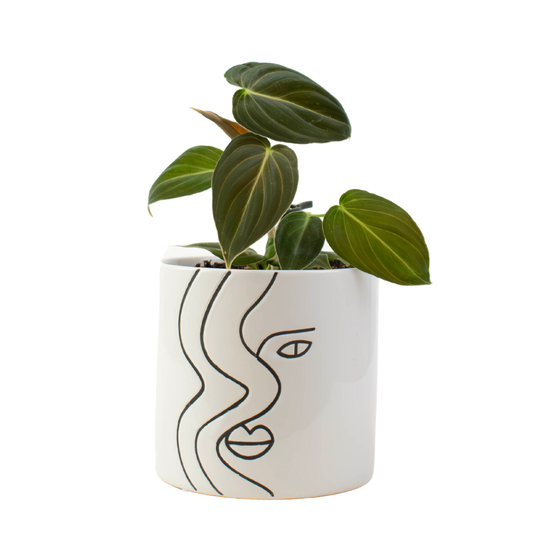 4" Philodendron Black Gold Melanochrysum Artificial