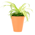 2.5" Spider Plant Artificial