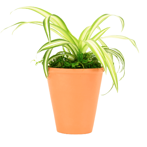 2.5" Spider Plant Artificial